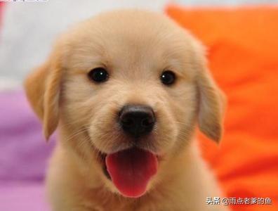 刚买的金毛犬怎么养:刚满月的金毛应该怎么养？