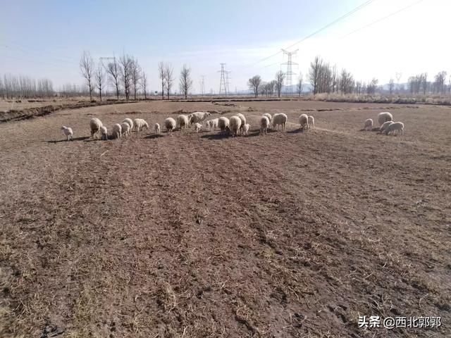 奉新羊驼养殖网厂家铸造辉煌:如何整体评价北魏政权的历史地位及其影响？