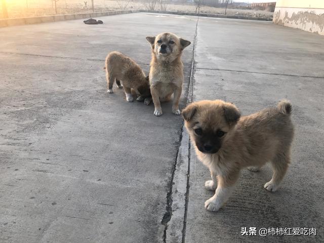 医院治死藏獒陪45万动态:藏獒经济泡沫化之后，成千上万只藏獒怎么处理？