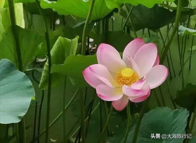 《小兵张嘎》中的荷花湾是个什么样的地方？