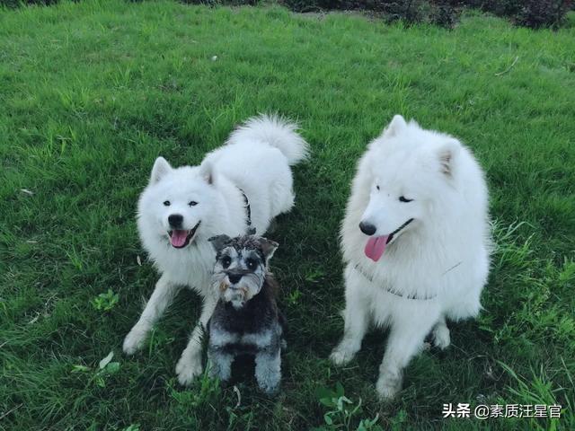 黑色雪纳瑞美容好看:你饲养雪纳瑞的过程中有什么辛酸史？