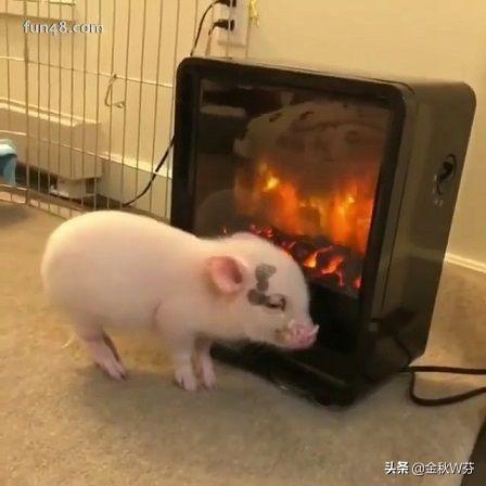 天气逐渐变冷了,有什么关于冬季取暖的段子或笑话或图片分享吗？