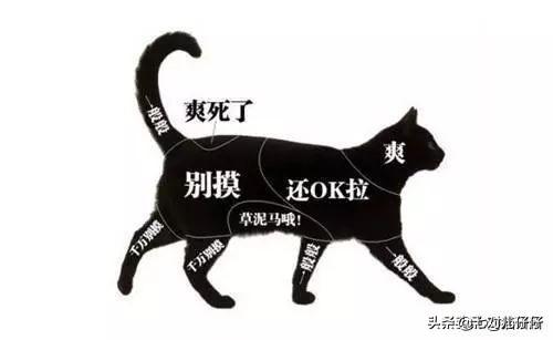 小猫咪:小猫两个多月总是咬人应该怎么教育？ 小猫咪简笔画