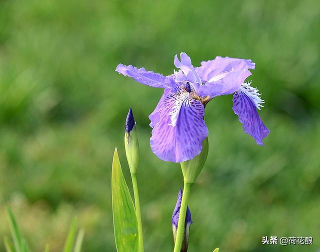 各国的国花,各国的国花分别是什么花？