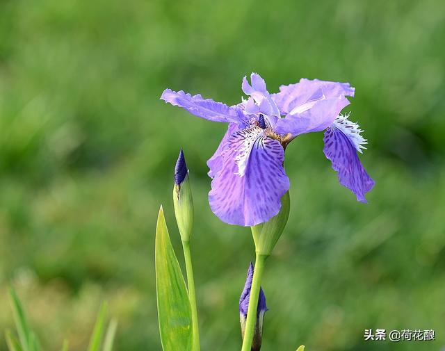 保加利亚的国花是什么花，各国的国花分别是什么花？