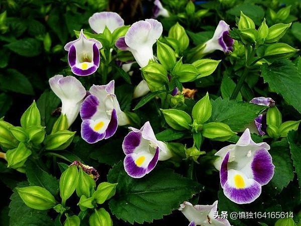 死亡之花,为什么有些花卉遇上高温会死亡？