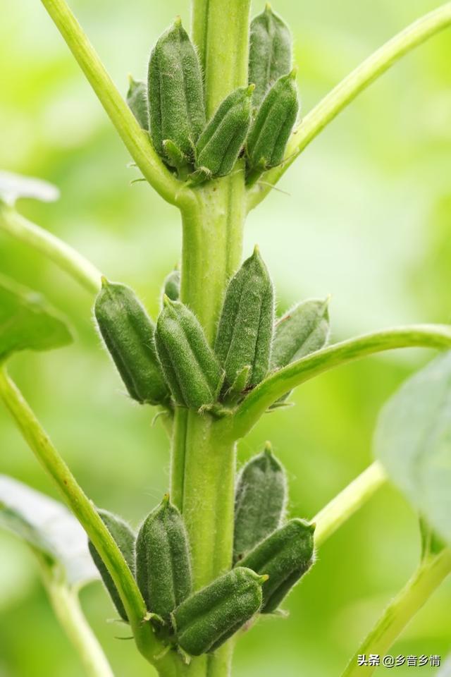 干枯病是螟虫在作怪吗，春芝麻撒上种子后盖上草木灰可以吗在3月份播种合适吗