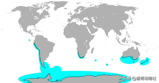 非洲企鹅是鸟类吗:人类会捕杀企鹅吗？企鹅对人类有什么价值？