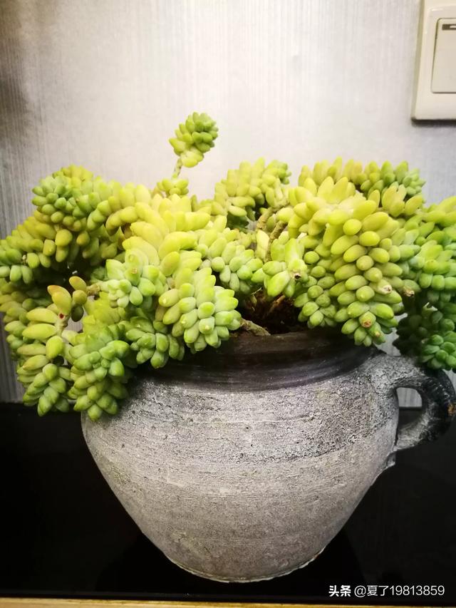 魔南景天夏季落叶怎么办:多肉玉缀全露养，夏天没遮阳，你们的玉缀会狂掉叶子吗？