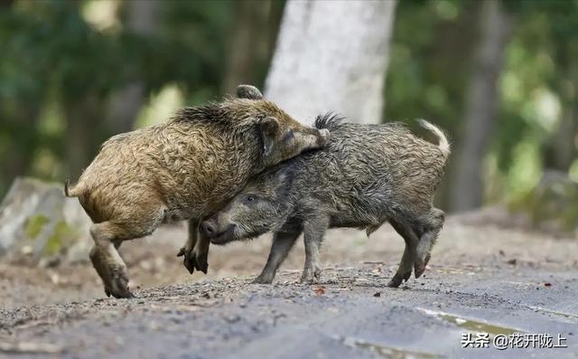 野猪的战斗力到底有多强