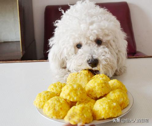 泰迪犬癫痫视频:成年的泰迪狗狗，经常发抖怎么回事？