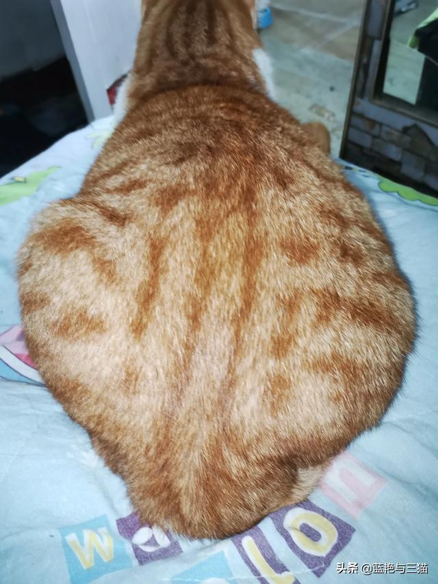 可爱宠物小猫咪:你们家的小猫咪晚上喜欢爬上你的床吗？ 我家的小宠物小猫咪