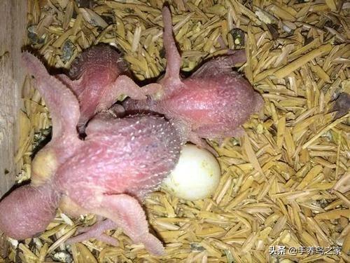 鹦鹉图片:鹦鹉图片及品种介绍 鹦鹉好不容易孵出来的蛋，有哪些注意事项呢？