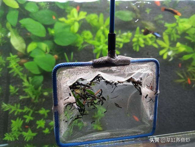 鱼缸水浑浊原因和解决方案图片:鱼缸不清澈，有点雾蒙蒙的感觉该怎么办？