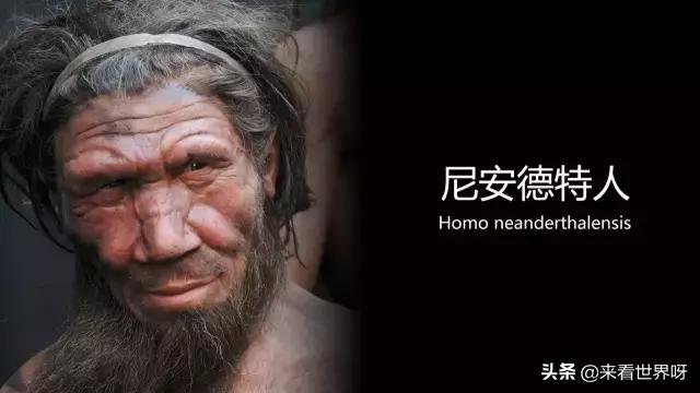 有没有可能尼安德特人比智人更聪明?