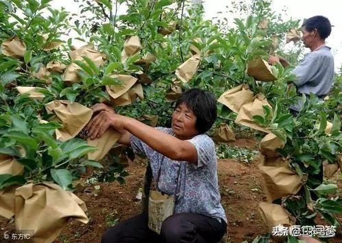 现在果园里的苹果，为什么都会套上袋子袋子中含有催熟苹果的药吗