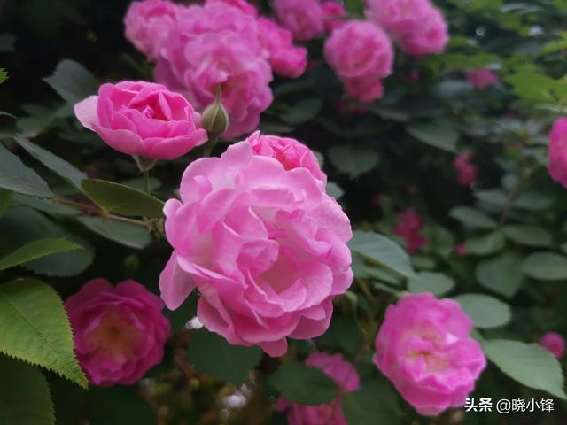 曾泳醍:如何评价曾泳醍、张陆主演的电视剧《那片花那片海》？