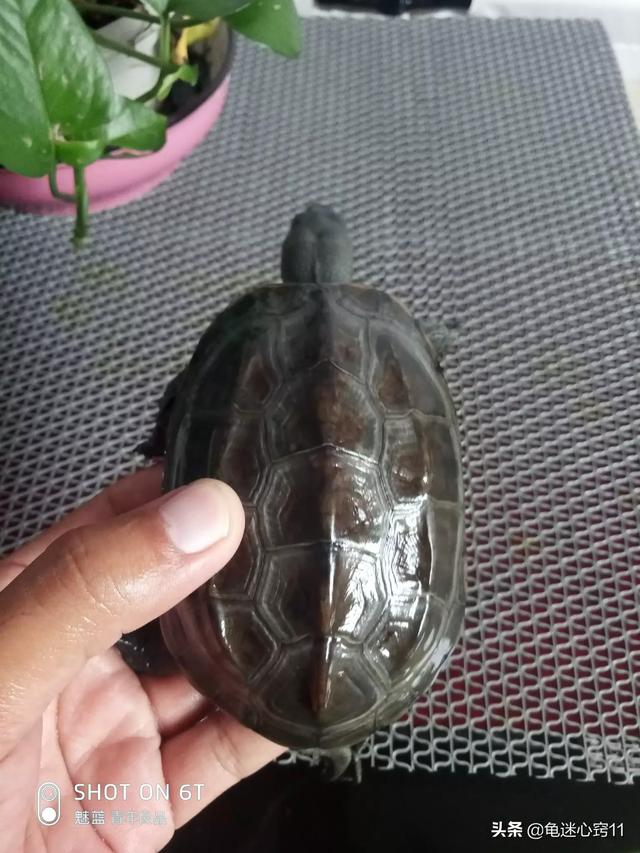 宠物龟怎么养:宠物龟有哪几种？新手应该如何养龟？