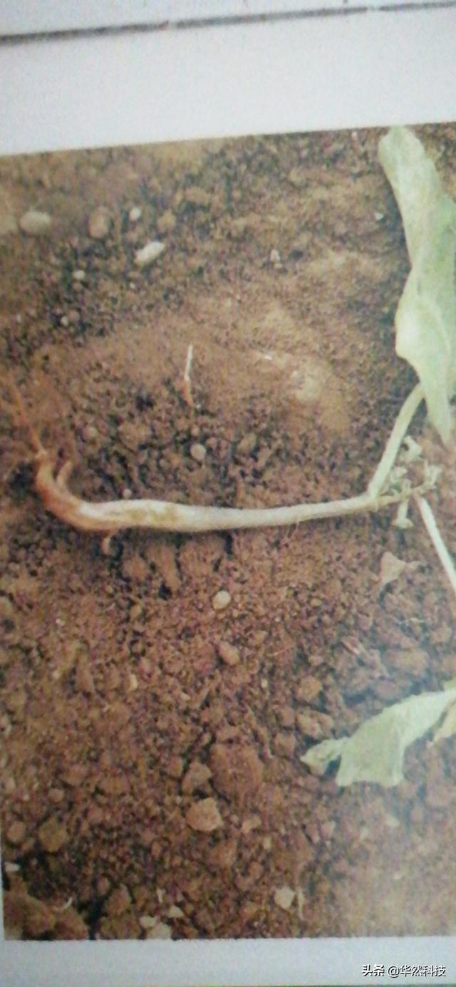 银合欢喂猪:银合欢精油 植物根部病害的药有哪些？