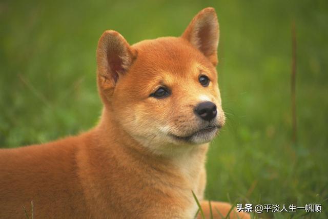 狗屎:遛狗在我家门口屙屎三次，临居教我今晚把狗屎放她家门口，咋办？