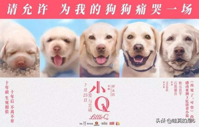 导导肓犬小q电影:导盲犬小q电影完整版 电影《小q》里导盲犬腿瘸是怎么拍的？