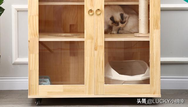 猫咪猎手vr手机游戏:猫，每天早上不到六点吵醒我怎么办？