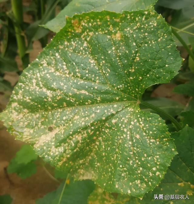 头条问答 - 黄瓜细菌性角斑病是什么原因引起的?如何防治?(34个回答)
