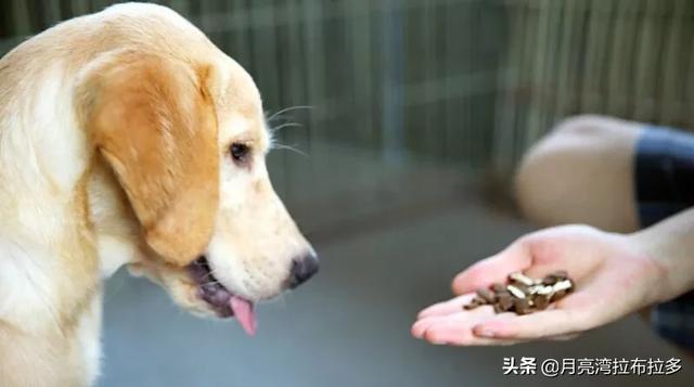 幼犬驱虫要注意什么:狗狗的哪些表现说明它该驱虫了？