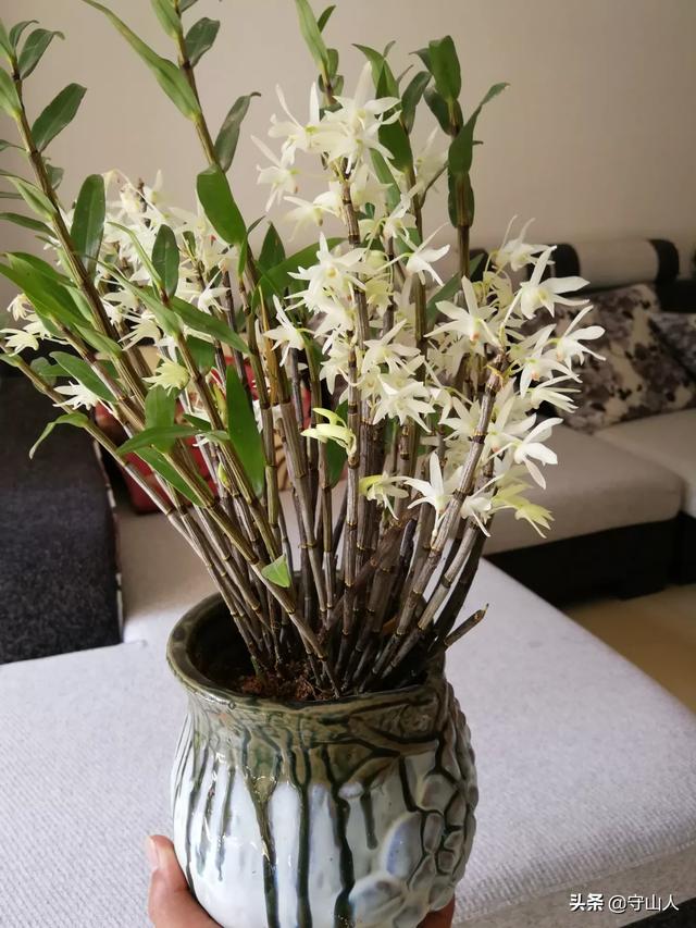 石斛图片,石斛的种类包括哪些？作用各有何不同？