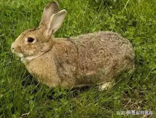 兔子品种介绍及图片:比利时野兔好养吗？野兔和比利时野兔有什么关系？
