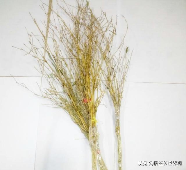 感觉中国的孩子普遍被父母打过,为什么成年后没出现大规模的心理创伤？
