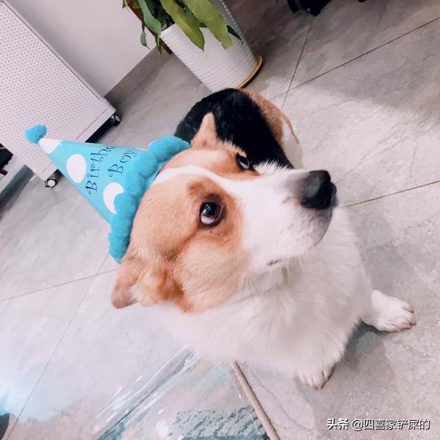 王可可是个碧池:大家都是怎么给狗狗过生日的？