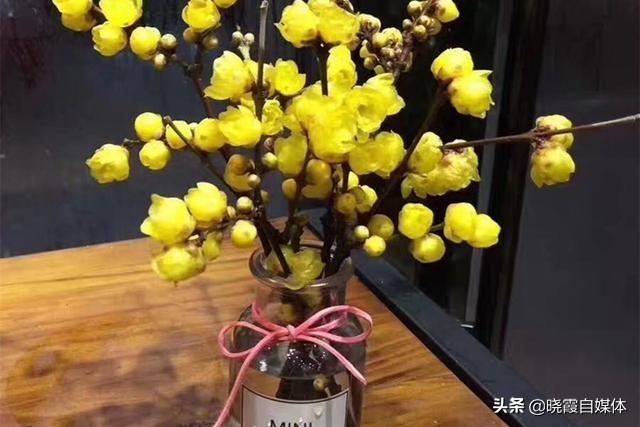 头条问答 干枝花怎么养 4个回答