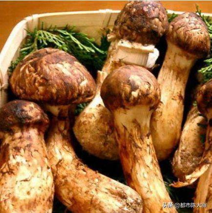 如何更好的保存白蘑菇，某些珍贵鲜菌，如鸡枞，寒菌，松茸等，有什么好的保存方式
