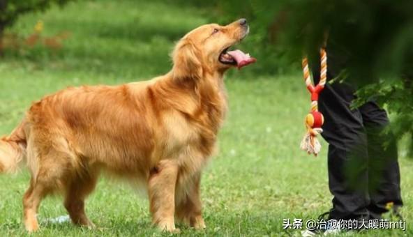 宠物中国 金毛论坛:金毛在饮食上有什么需要注意？