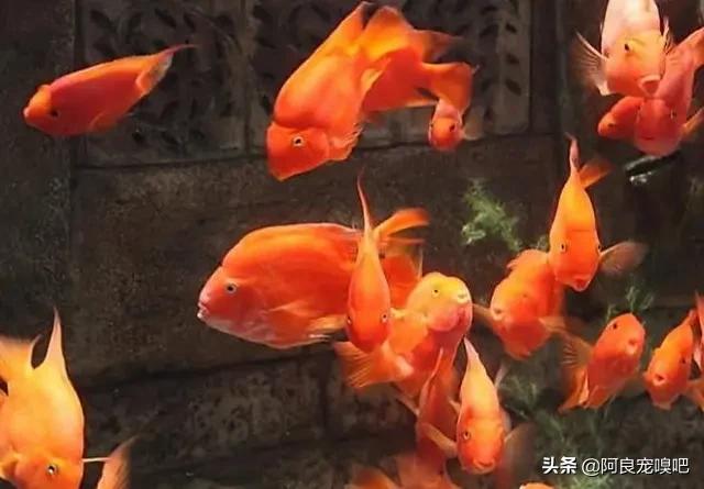 冷血动物有哪些是宠物:什么冷血动物适合当宠物 想要养宠物，又怕影响别人，有什么适合的宠物可以养吗？
