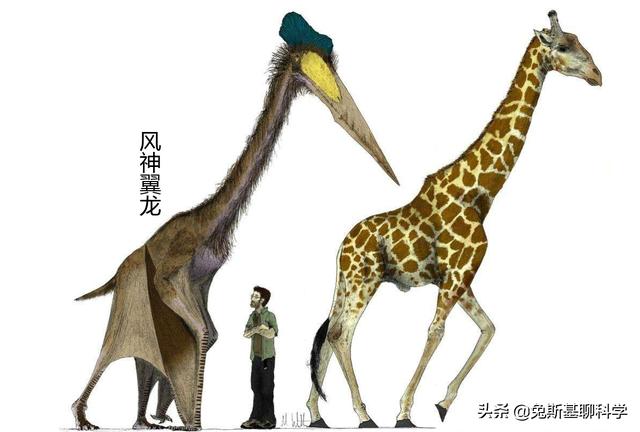 翼龙可以飞,为什么还是没逃过恐龙大灭绝呢?