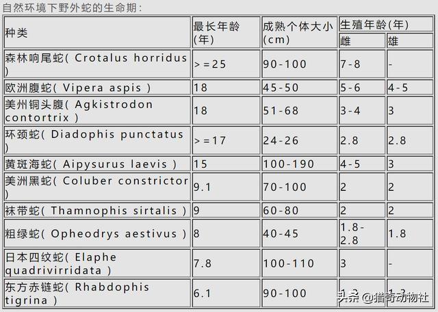 蛇的寿命千年:蛇能活多少年？是不是脱了皮又是一个全新的生命？ 蛇的寿命有千年吗