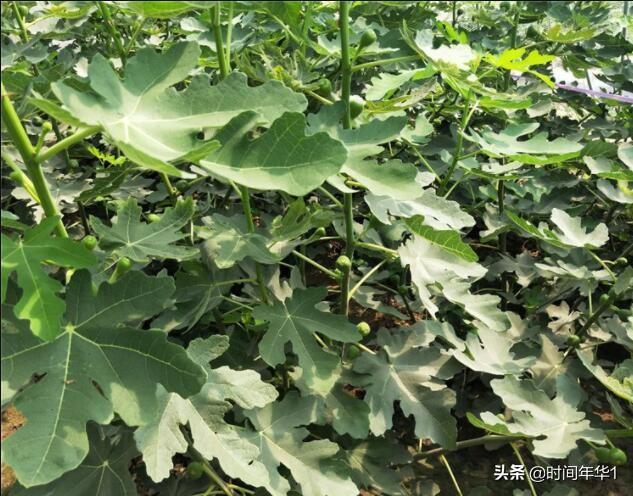 无花果的花,无花果有花吗？培植条件有哪些？