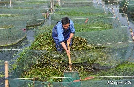 花鳗鲡池塘养殖的效果:我想养殖黄鳝，不知道黄鳝对环境有什么要求？求答案？