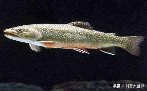 大型哲罗鲑:新疆喀纳斯湖面积不大，但是水量不少，而且有水怪出没，是这样吗