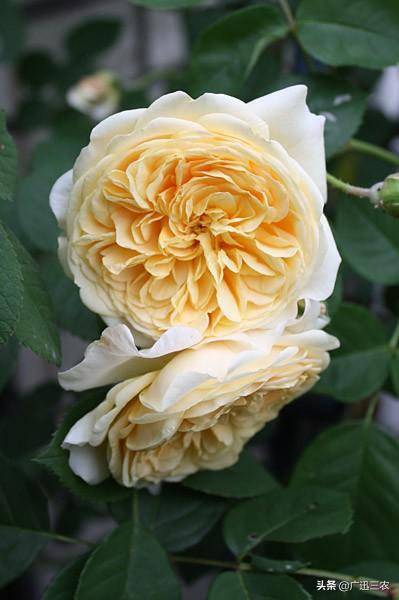 vents月季花品种介绍及图片:什么月季花期长，花型不散？