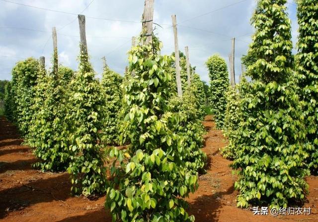 头条问答 如何对胡椒进行施肥 有没有什么技巧可以提高产量 6个回答