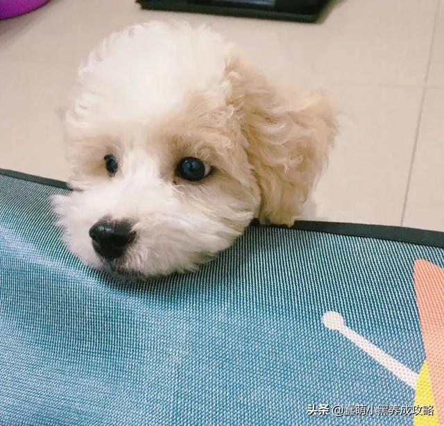 罗威纳犬性格特征:狗狗的性格类型可以分为多少种？