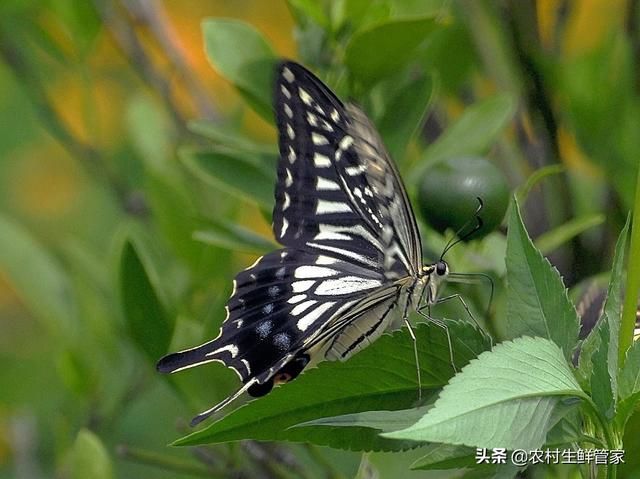 头条问答 脐橙树叶有锯齿口是什么害虫 6个回答