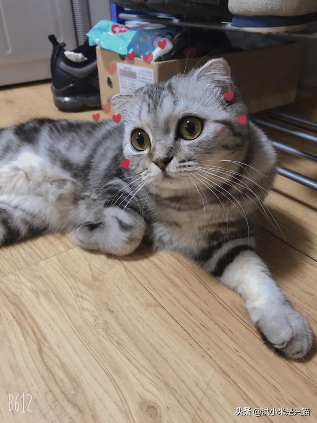 44921猫咪吃西瓜小游戏:猫能不能吃水果？能吃什么水果？