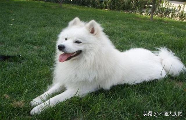小萨么耶失踪十月未果:为什么萨摩耶犬容易走丢？