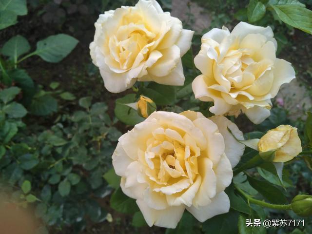 海清丈夫:“国民媳妇”海清的这部新剧，扯下了多少国产职场剧的遮羞布？