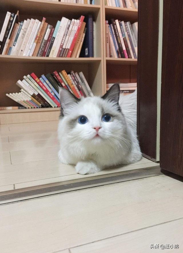 猫咪不乖的作品请:猫咪不乖的全部小说有哪些 我养了一只猫，它很不乖，很凶，我能放弃它吗？