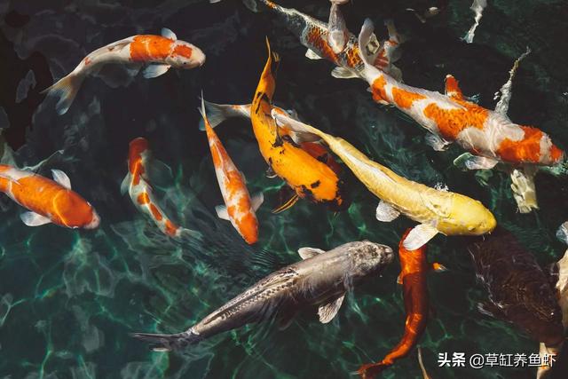 锦鲤鱼图片高清:鱼缸养锦鲤要注意哪些？怎样才能养出漂亮的锦鲤？